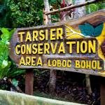 Tarsier Conservation Area Loboc Bohol Philippines