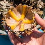 Manjuyod Sea Urchin
